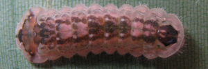 Final Larvae Top of Copper Jewel - Hypochrysops apelles apelles